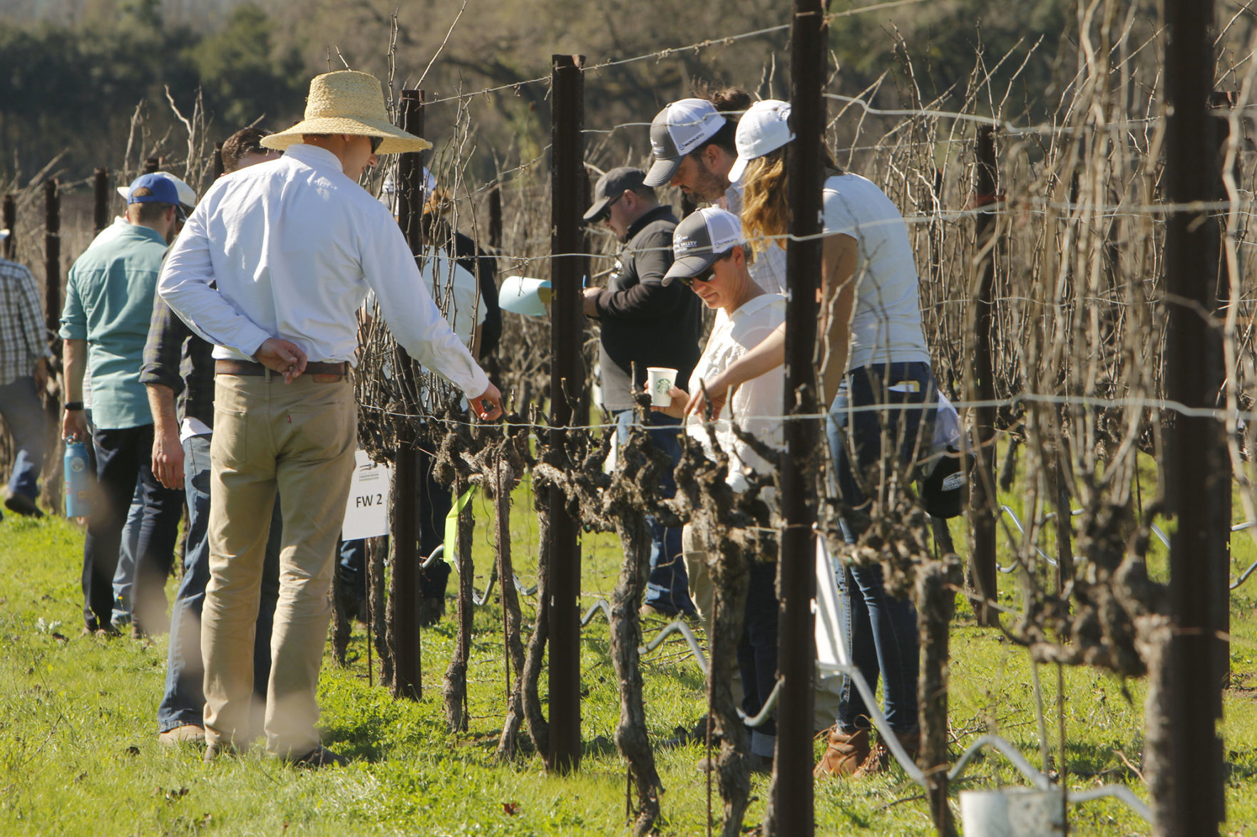 Napa County Pruning Contest
